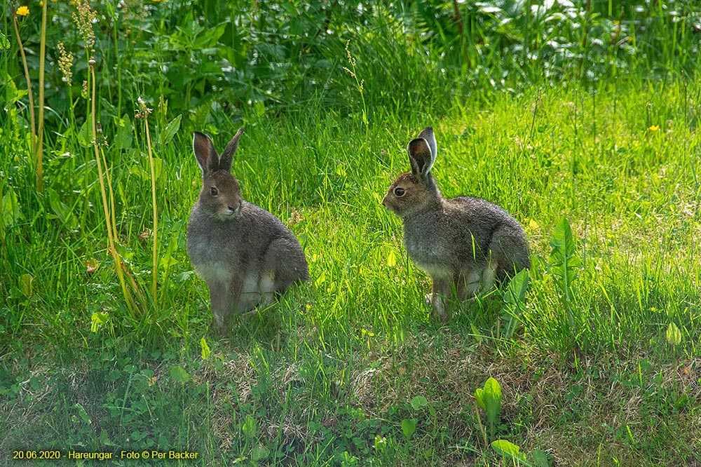 Hareungar