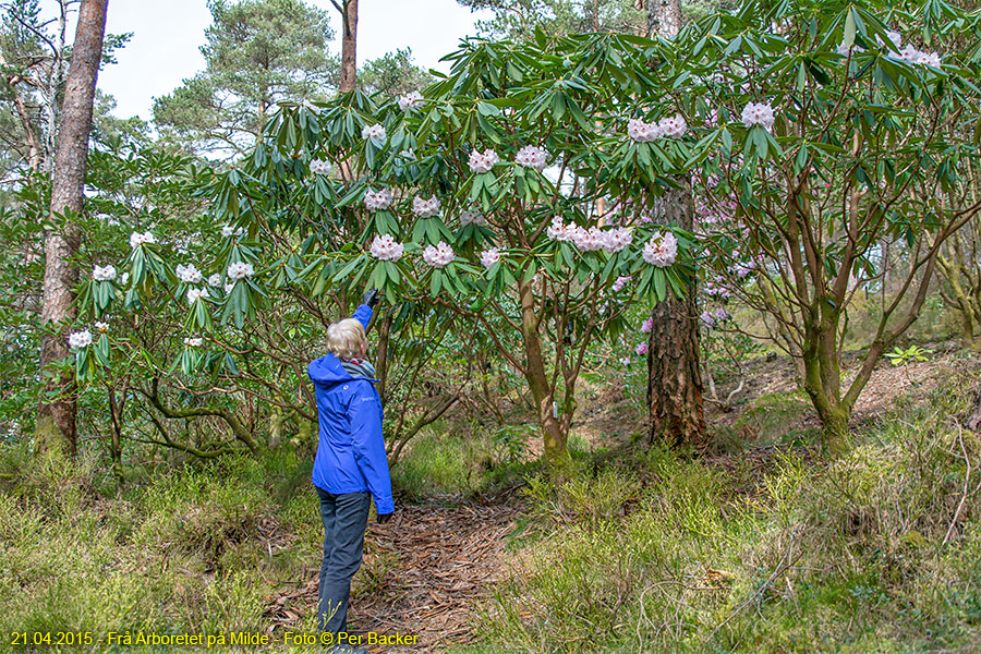 Frå Arboretet på Milde - Rhododendron