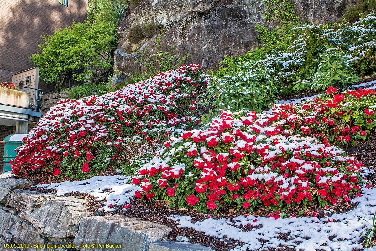 Snø i blomebeddet