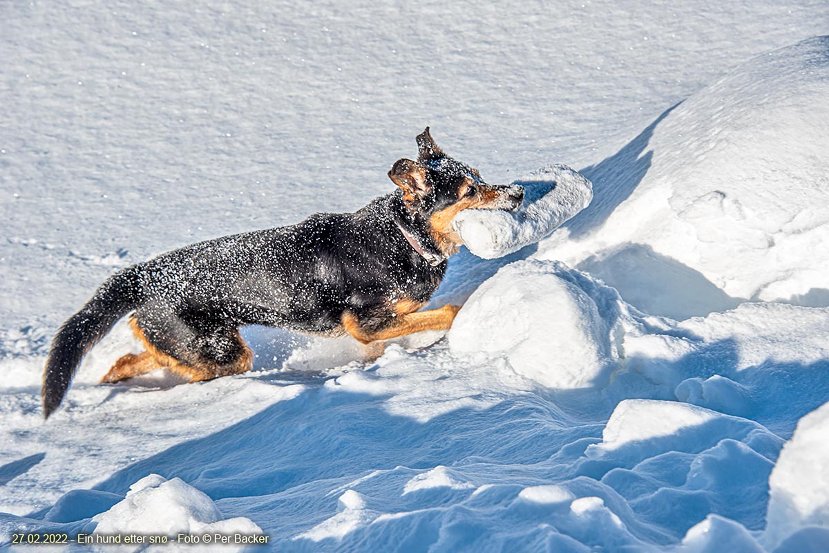Ein hund etter snø
