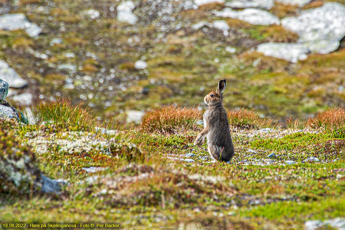 Hare på Skjelinganosa
