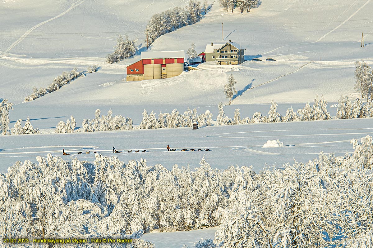 Hundekøyring på Øyane