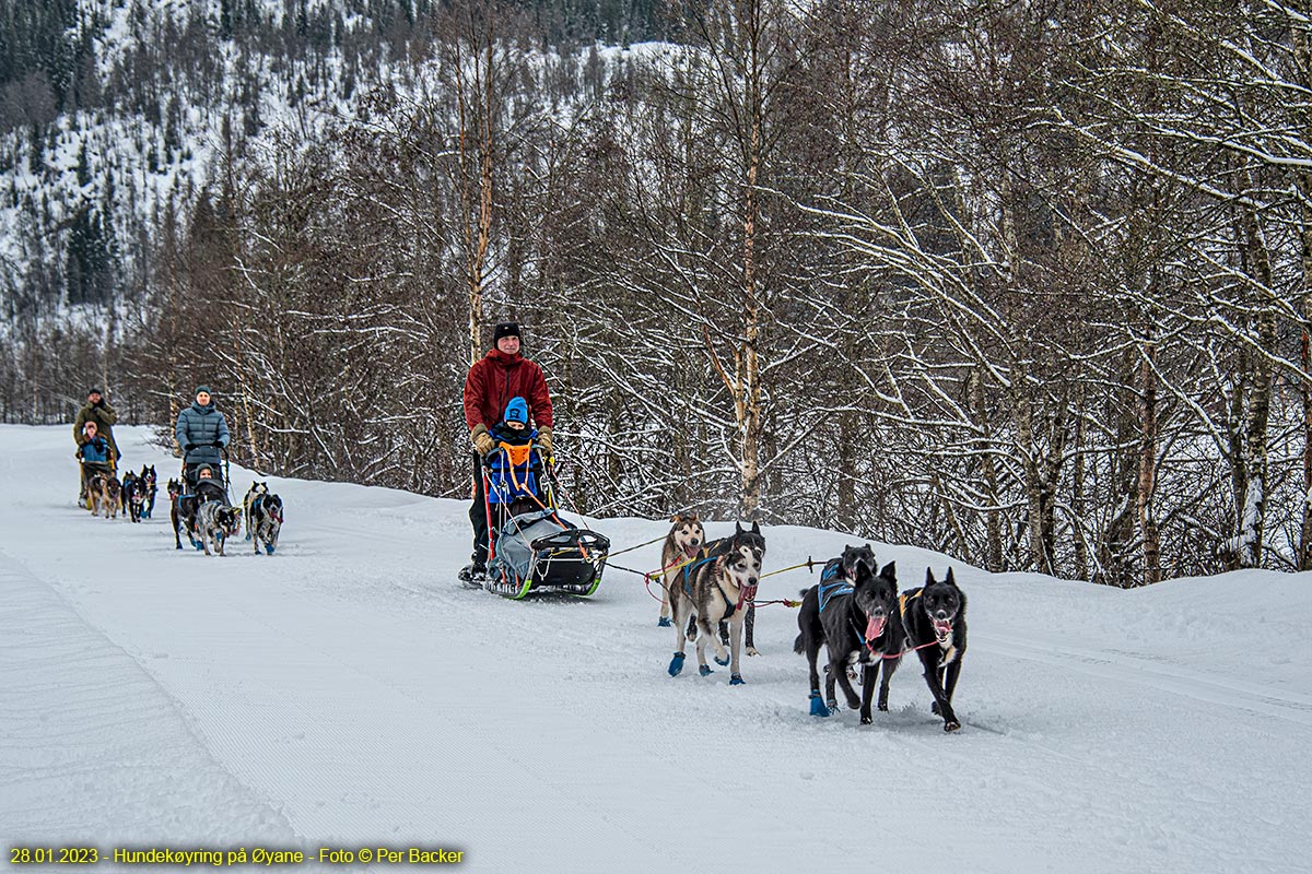 Hundekøyring på Øyane