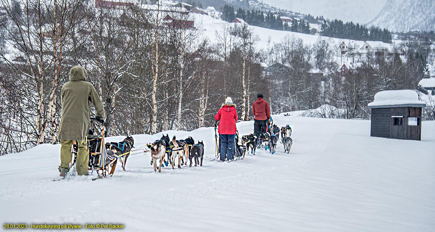 Hundekøyring på Øyane