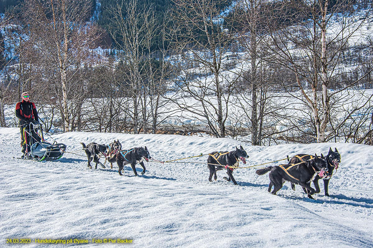 Hundekøyring på Øyane