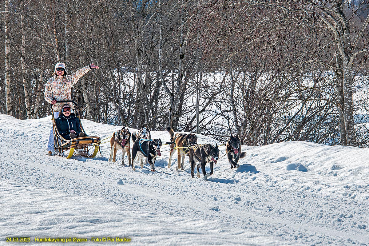 Hundekøyring på Øyane