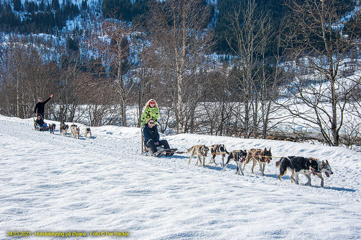 Hundekøyring på Øyane