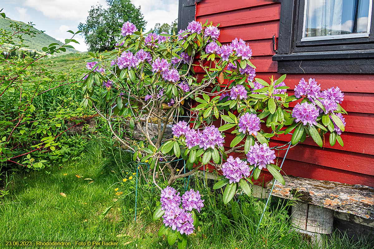 Rhododendron