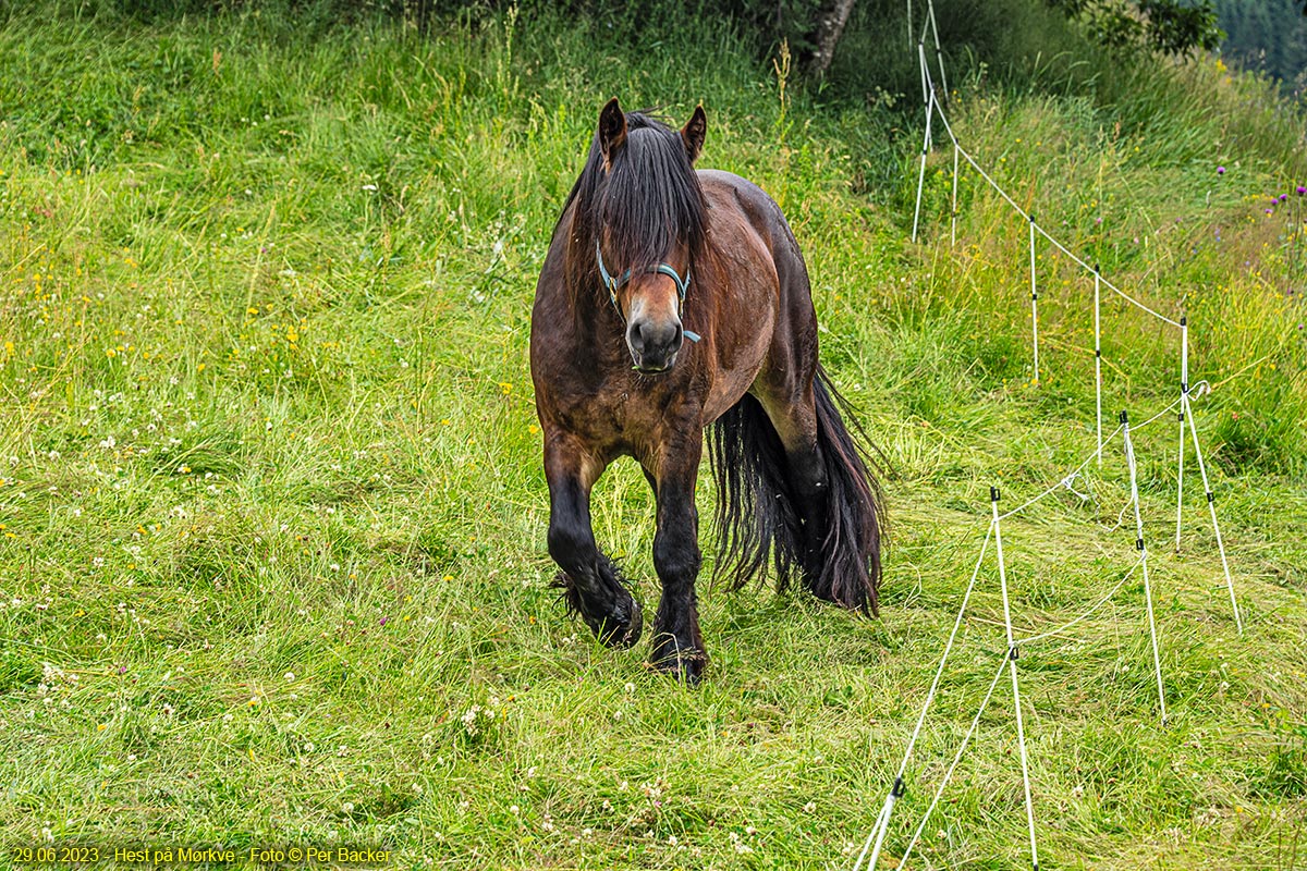 Hest på Mørkve