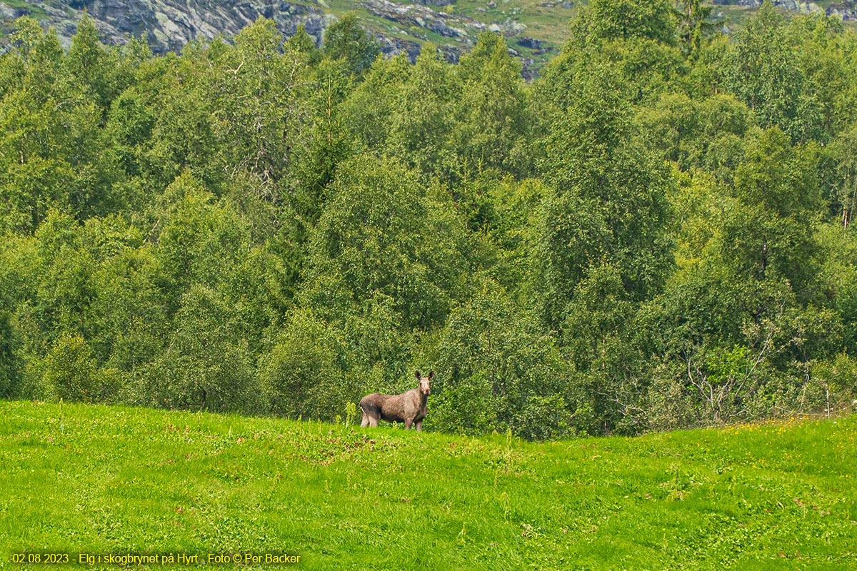 Elg i skogbrynet på Hyrt