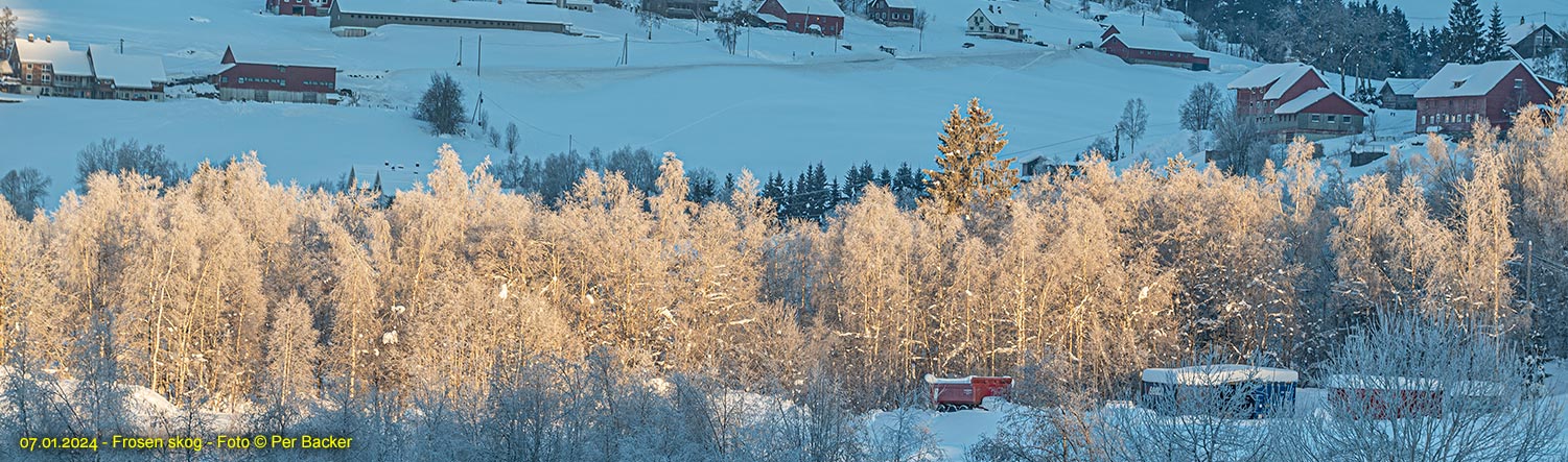 Frosen skog