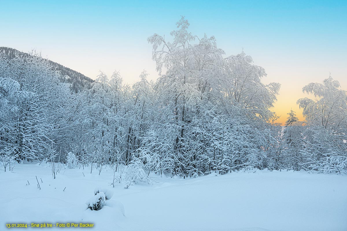 Snø på tre