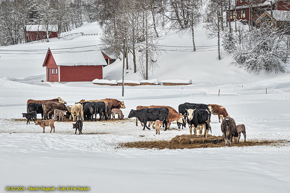 Storfe i Haugsvik