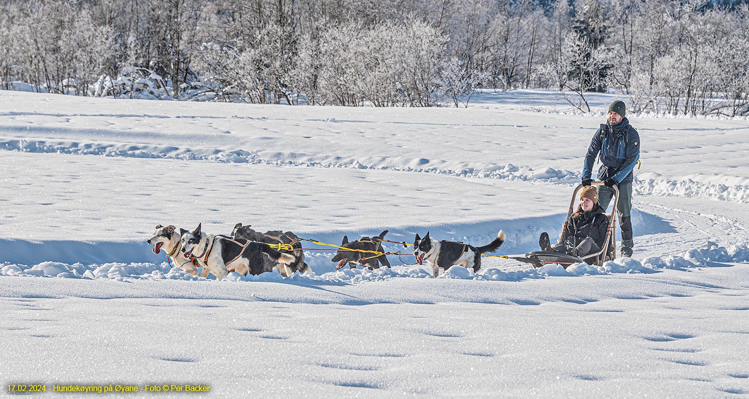 Hundekøyring på Øyane