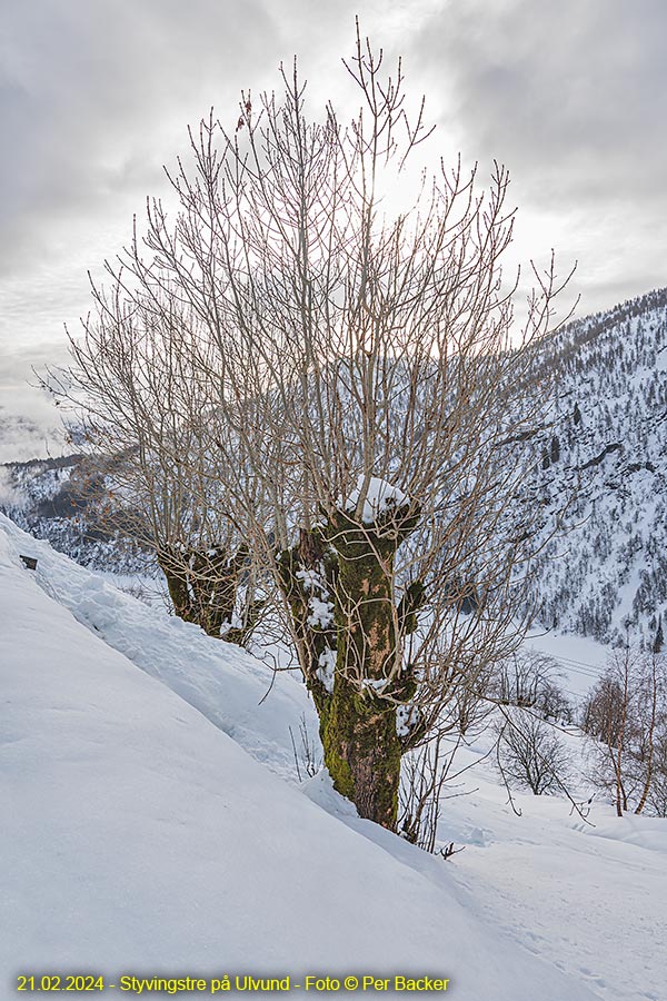 Styvingstre på Ulvund