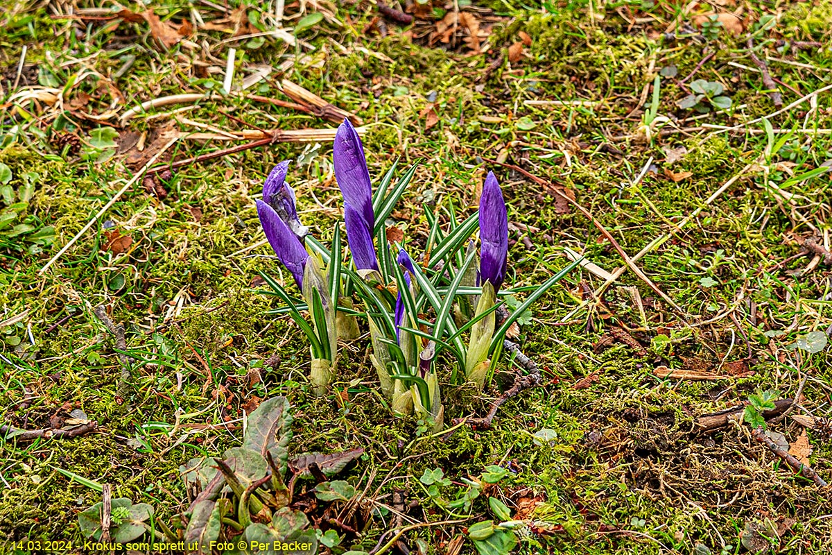 Krokus som sprett ut