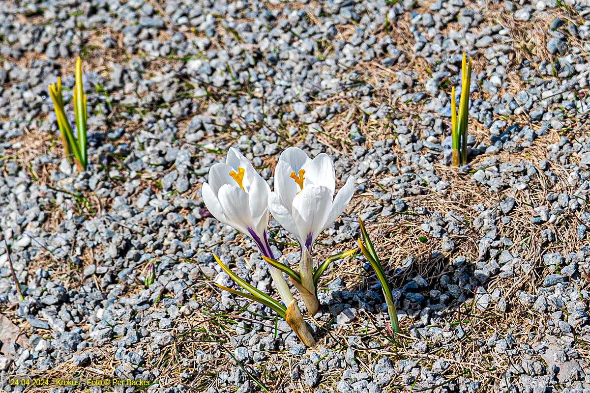 Krokus i vegkanten på Bystøl