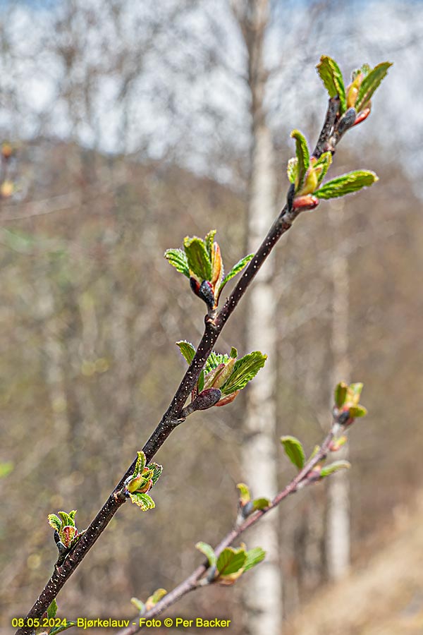 Bjørkelauvimage