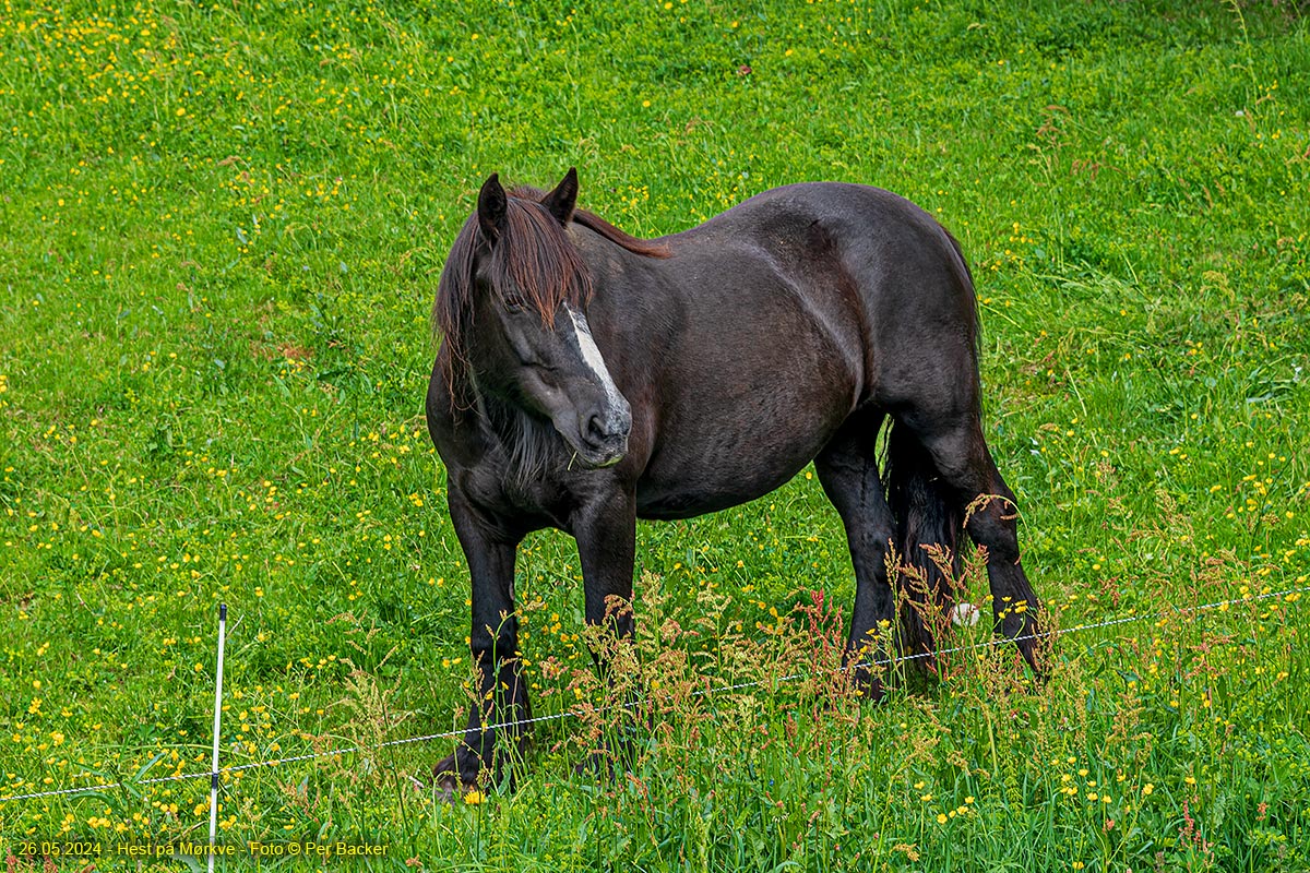 Hest på Mørkve