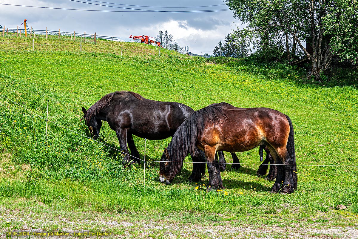 Hestar på Mørkve