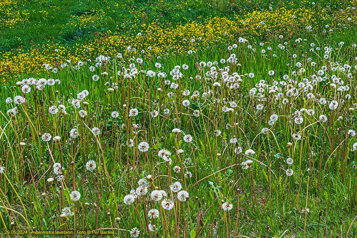 Avblomstra løvetann