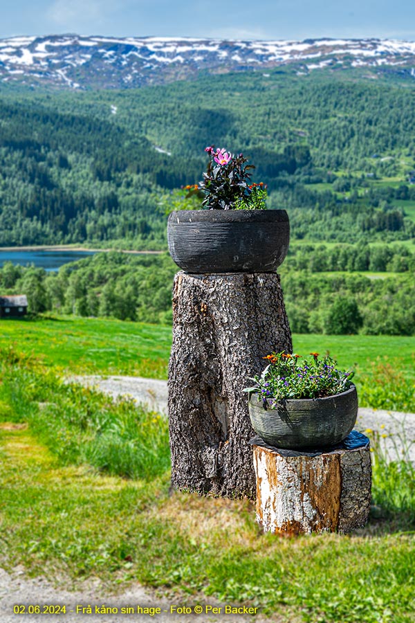 Frå kåno sin hage