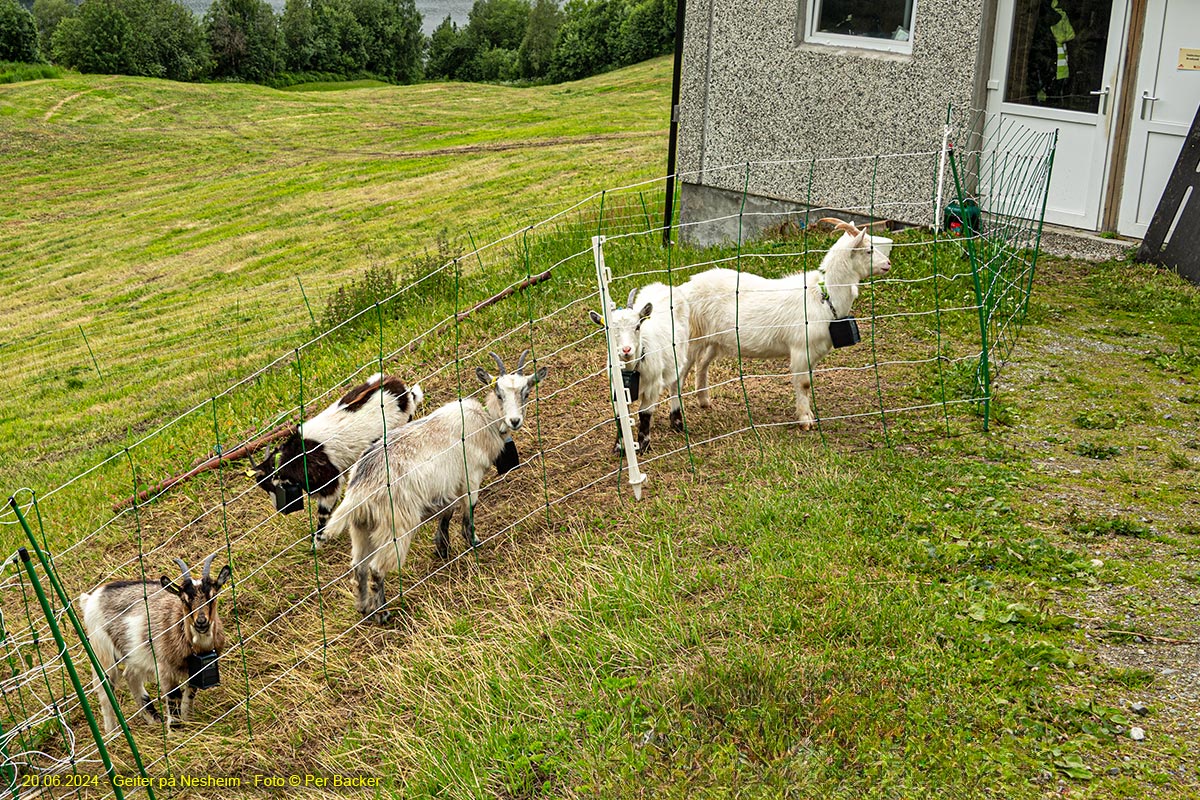 Geiter på Nesheim