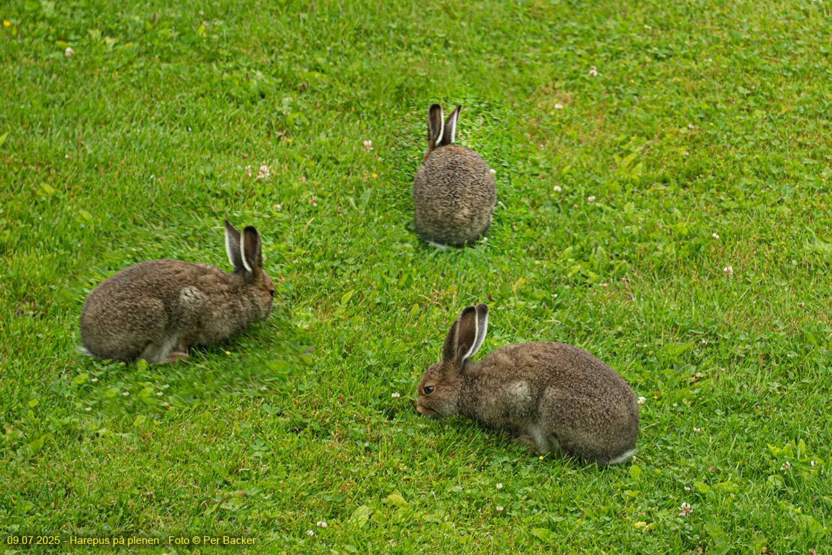 Placeholder Haarepus på plenen