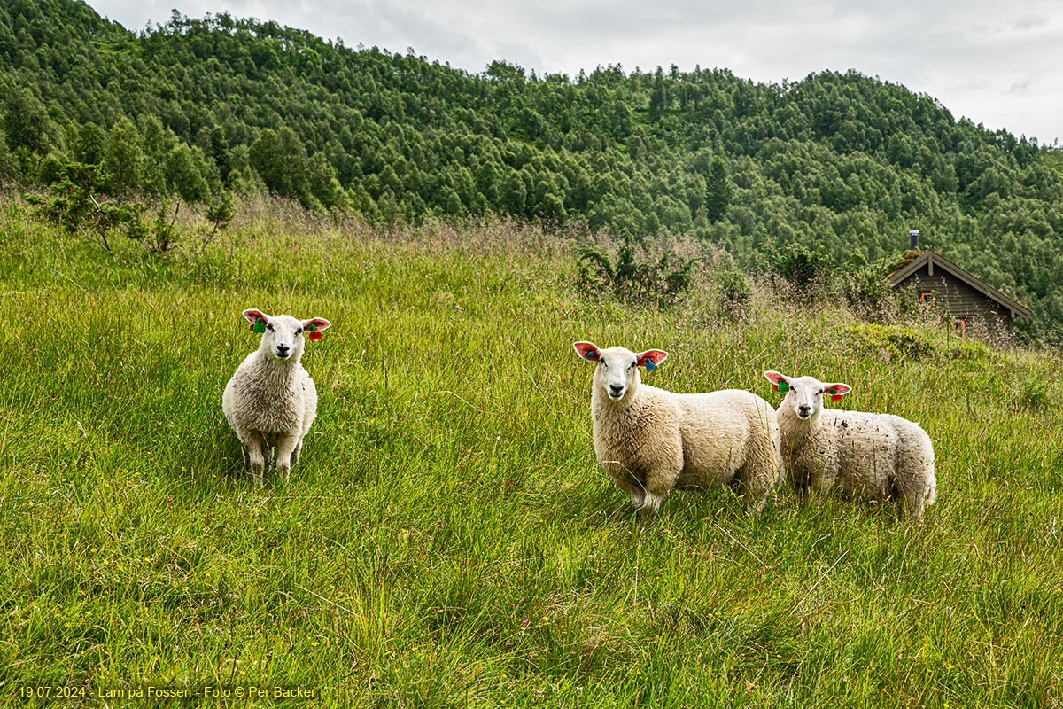 Lam på Fossen