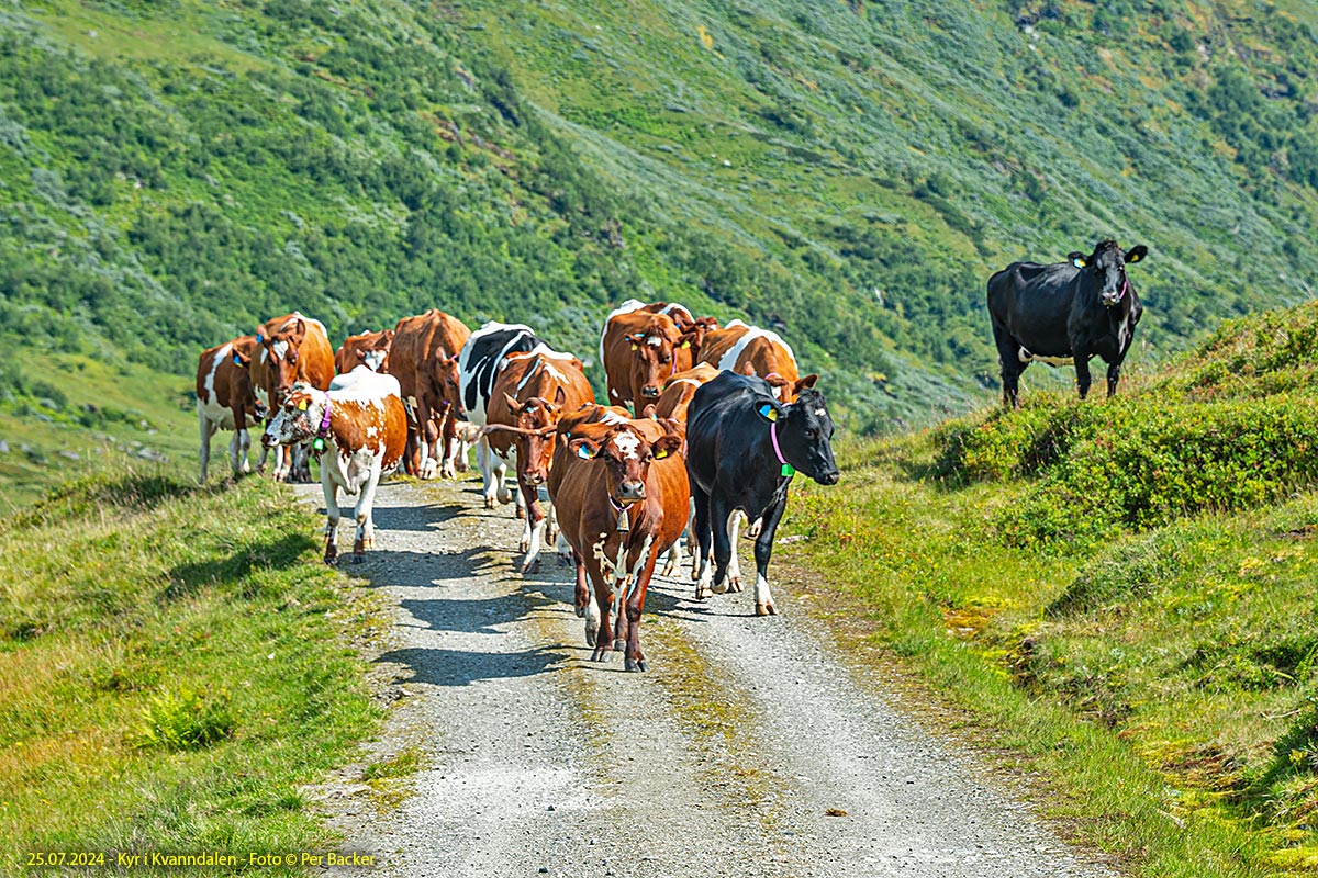 Kyr på Kvanndalen