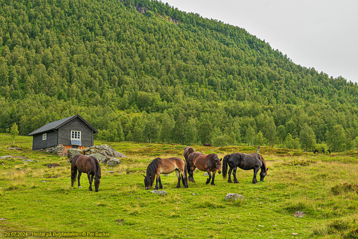 Hestar på Bygdastølen