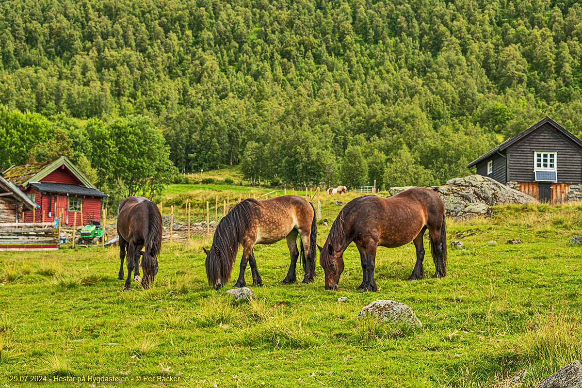 Hestar på Bygdastølen