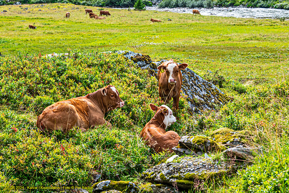 Kalvar i Kvassdalen