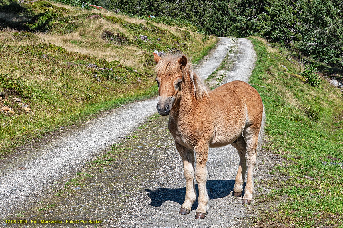 Føl i Mørkveslia