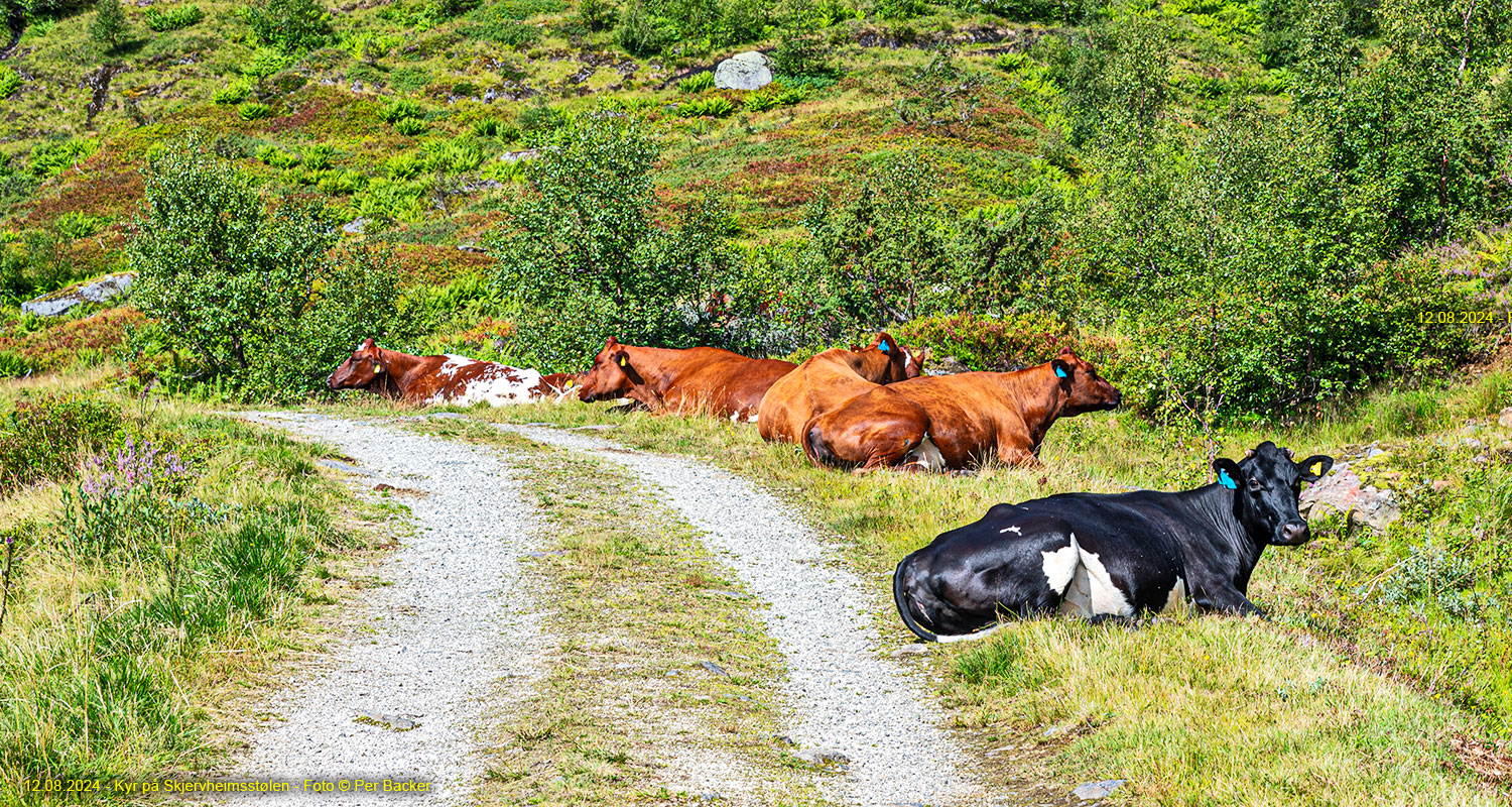 Kyr på Skjervheimsstølen