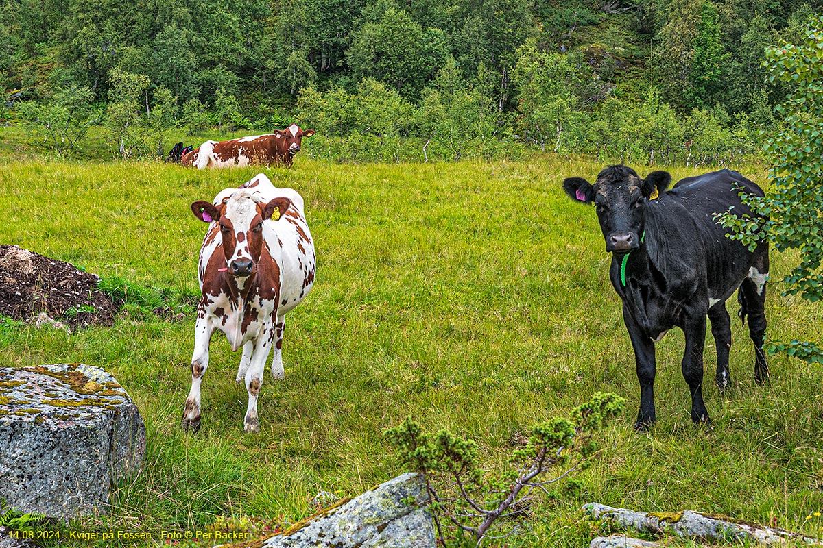 Kviger på Fossenimage