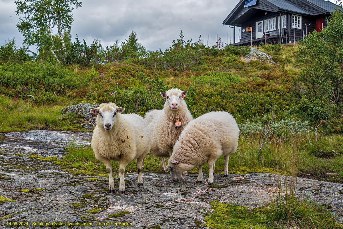 Smale på Øvste Ulvundsstølen