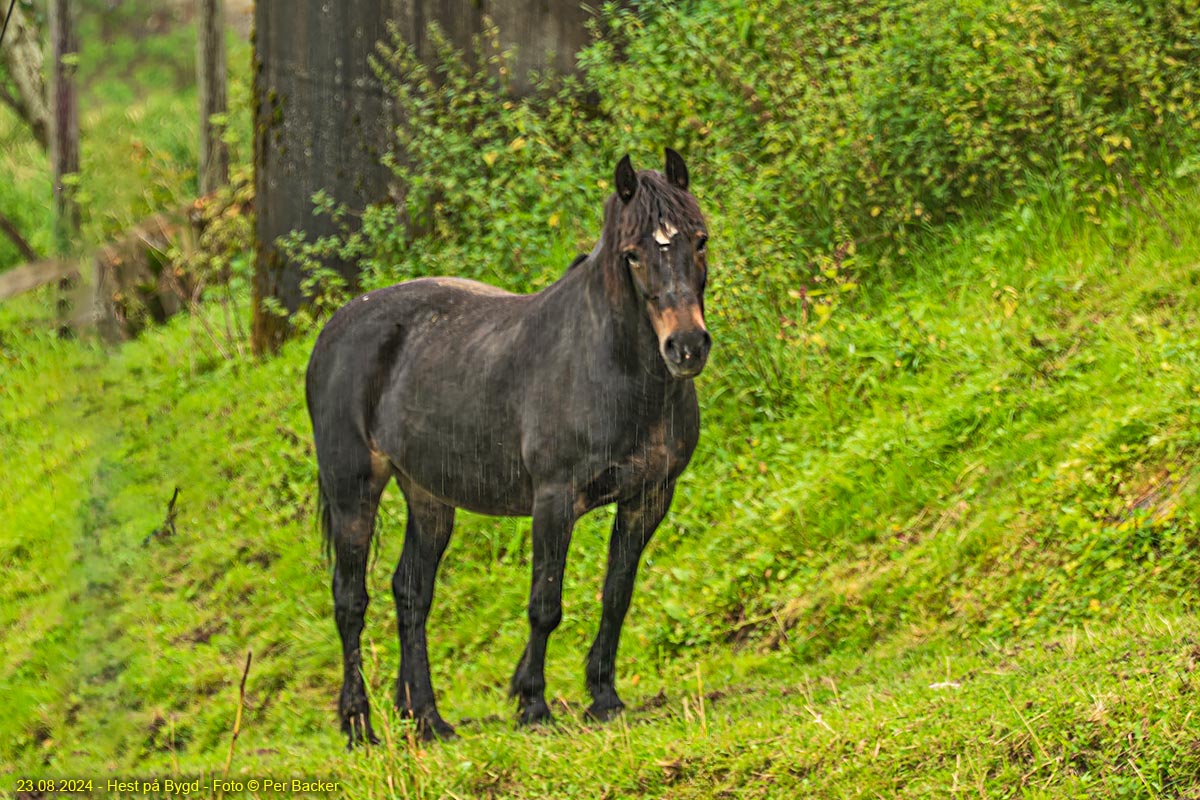 Hest på Bygd