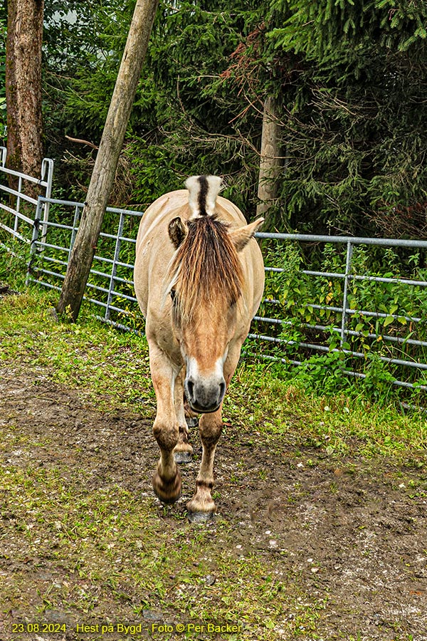 Hest på Bygd