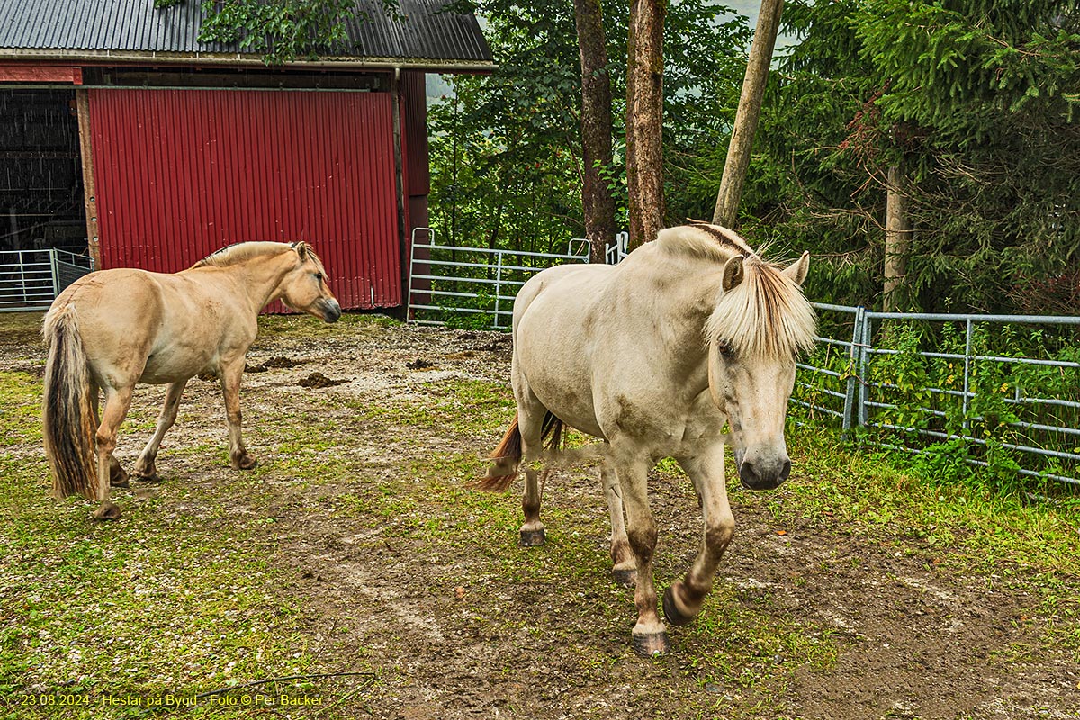 Hestar på Bygd