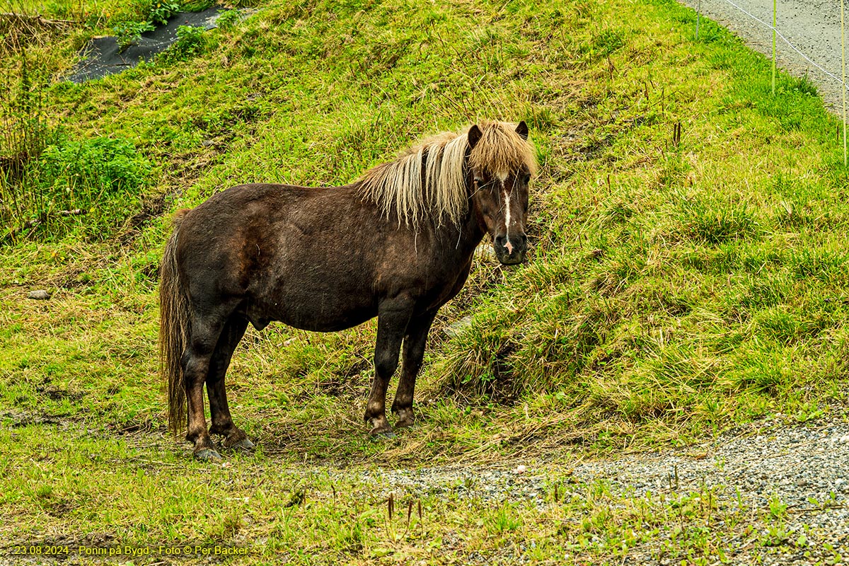 Ponni på Bygd