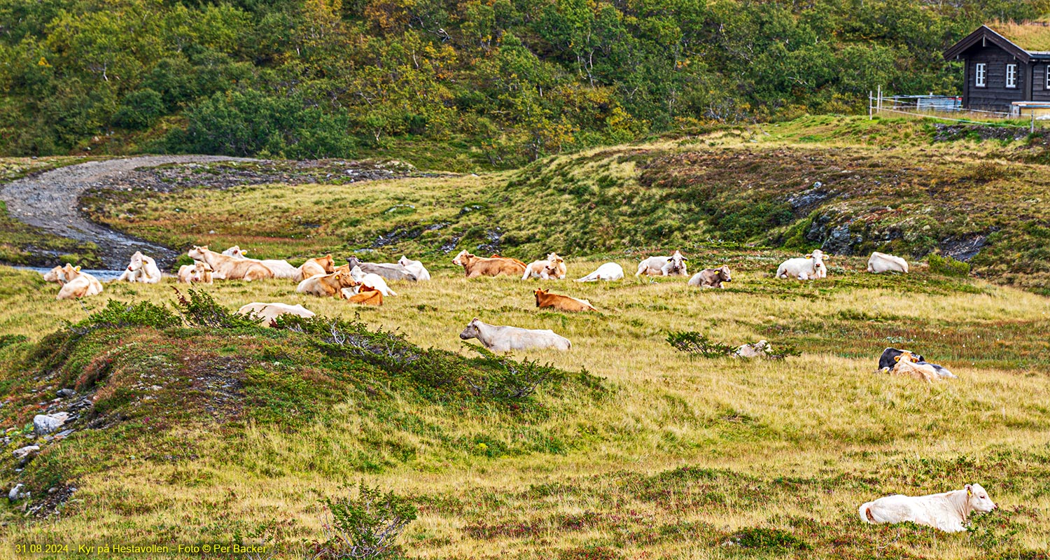 Kyr på Hestavollen