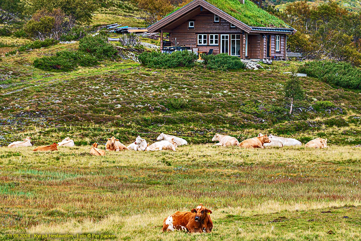 Kyr på Hestavollen