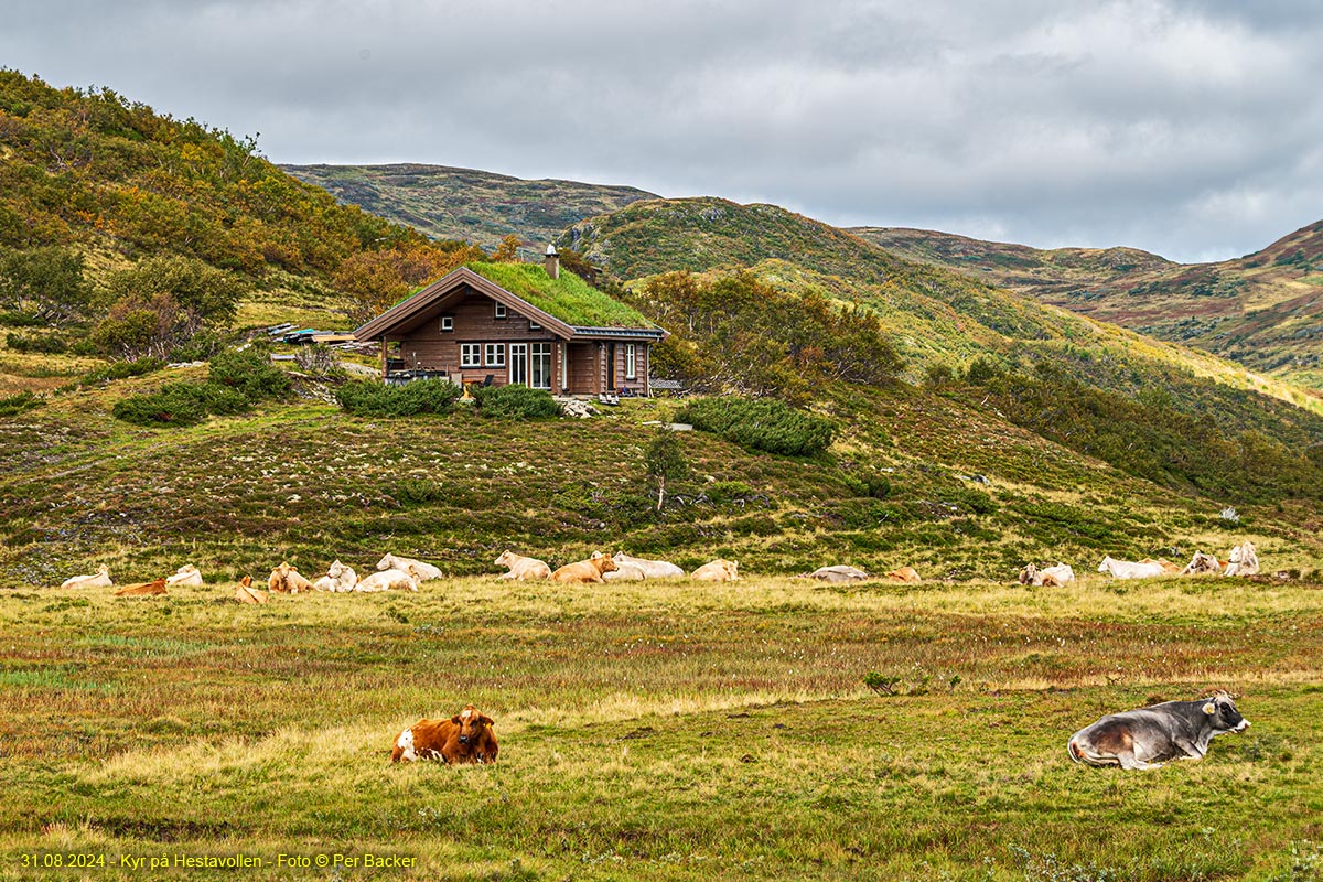 Kyr på Hestavollen