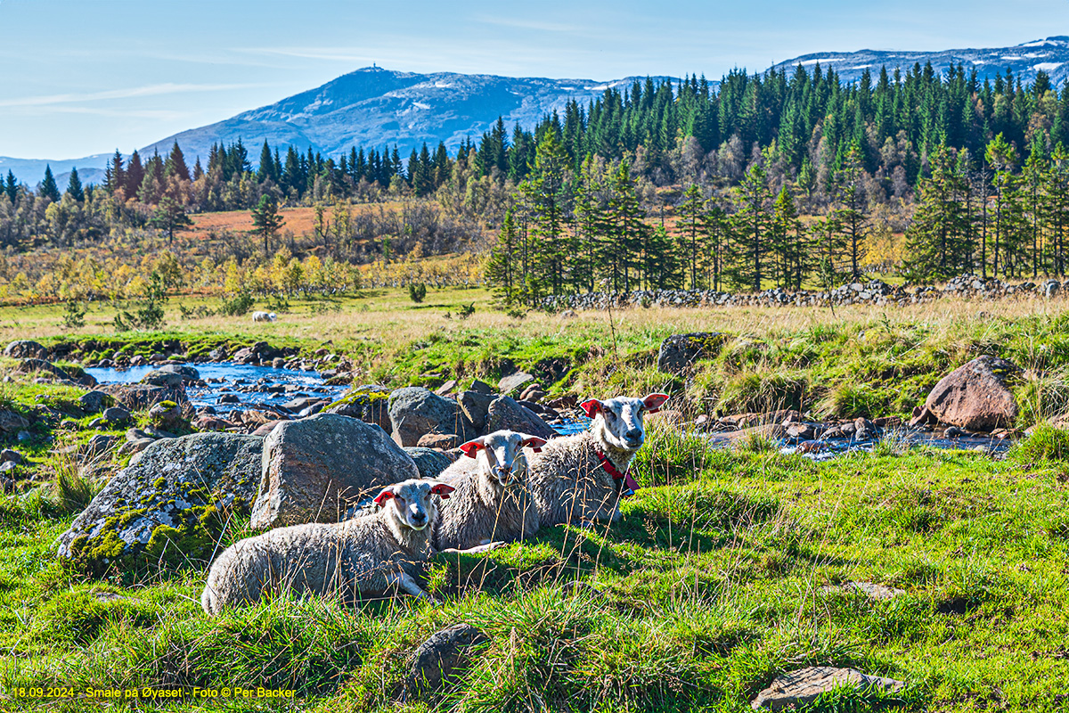 Smale på Øyaset