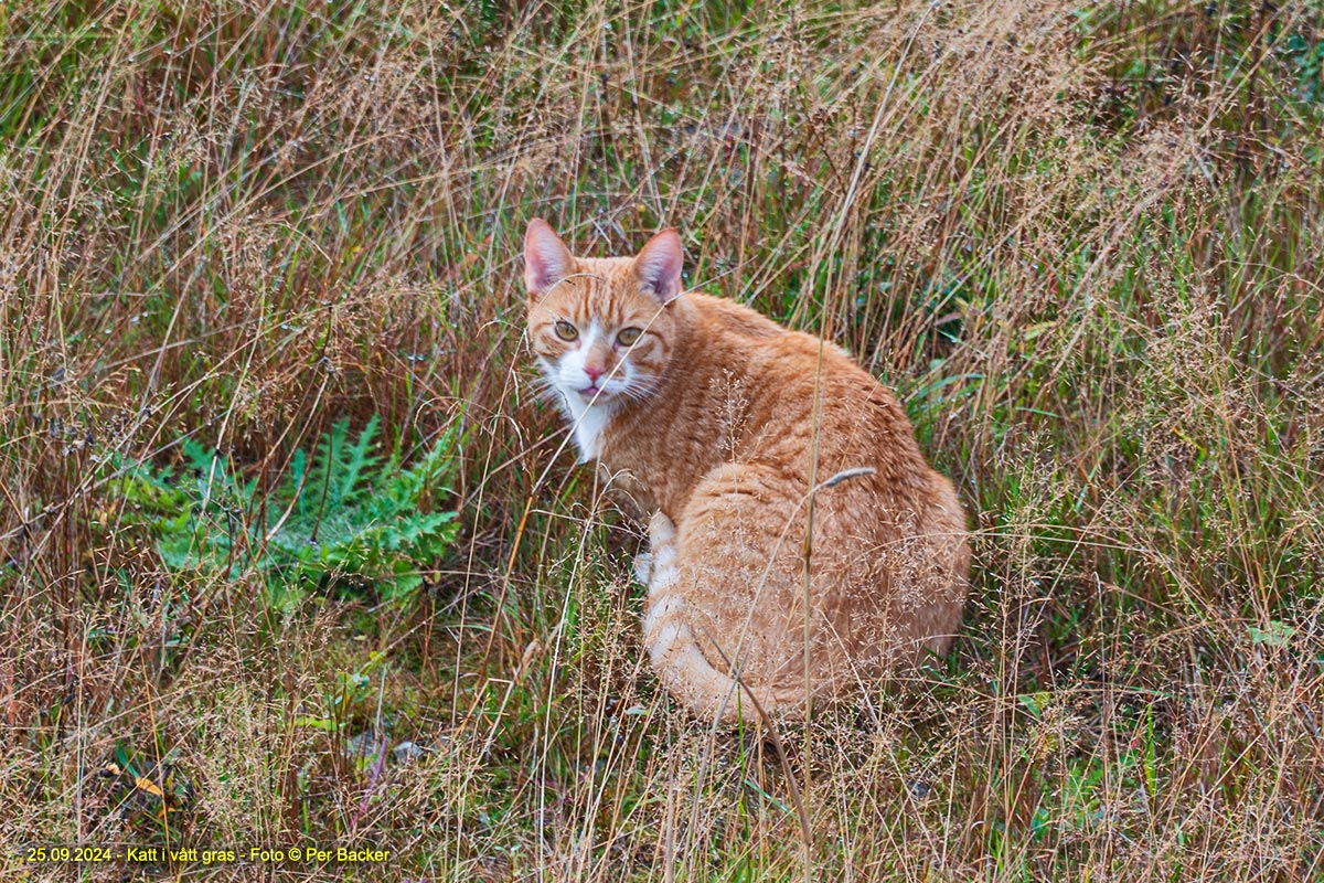 Katt i vått gras