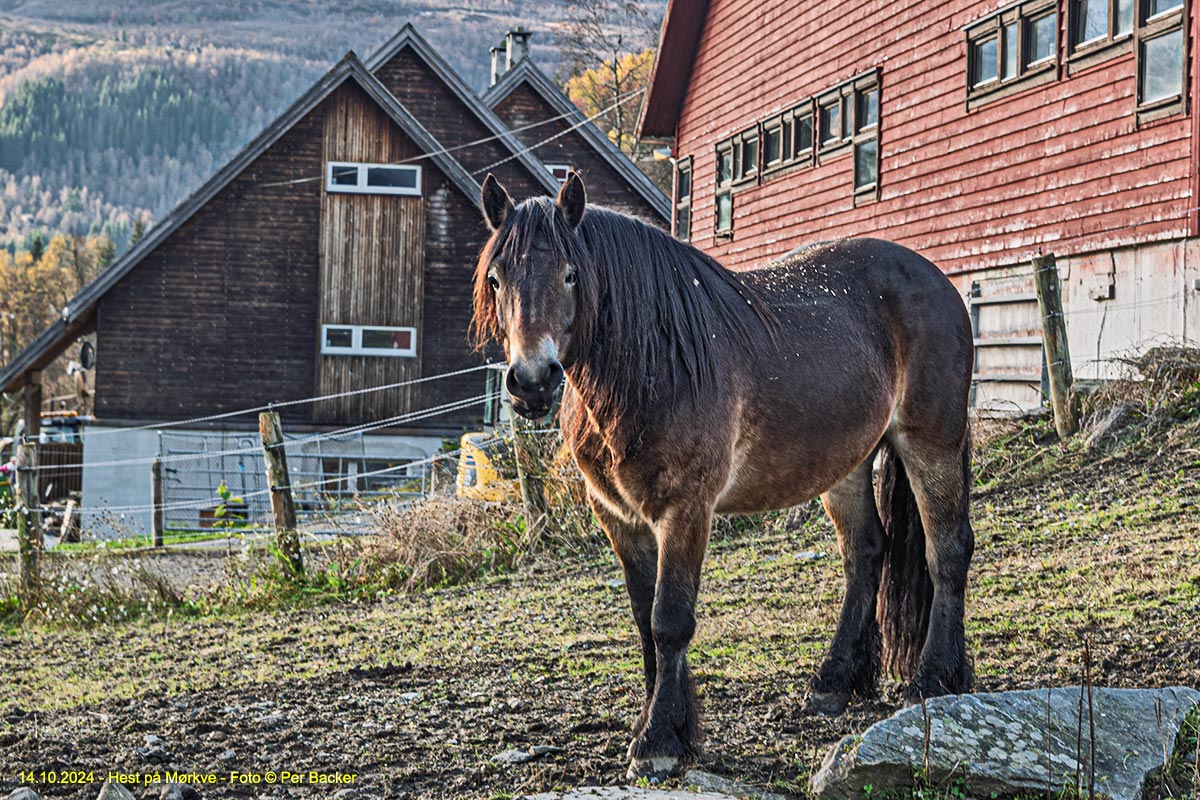 Hest på Mørkve