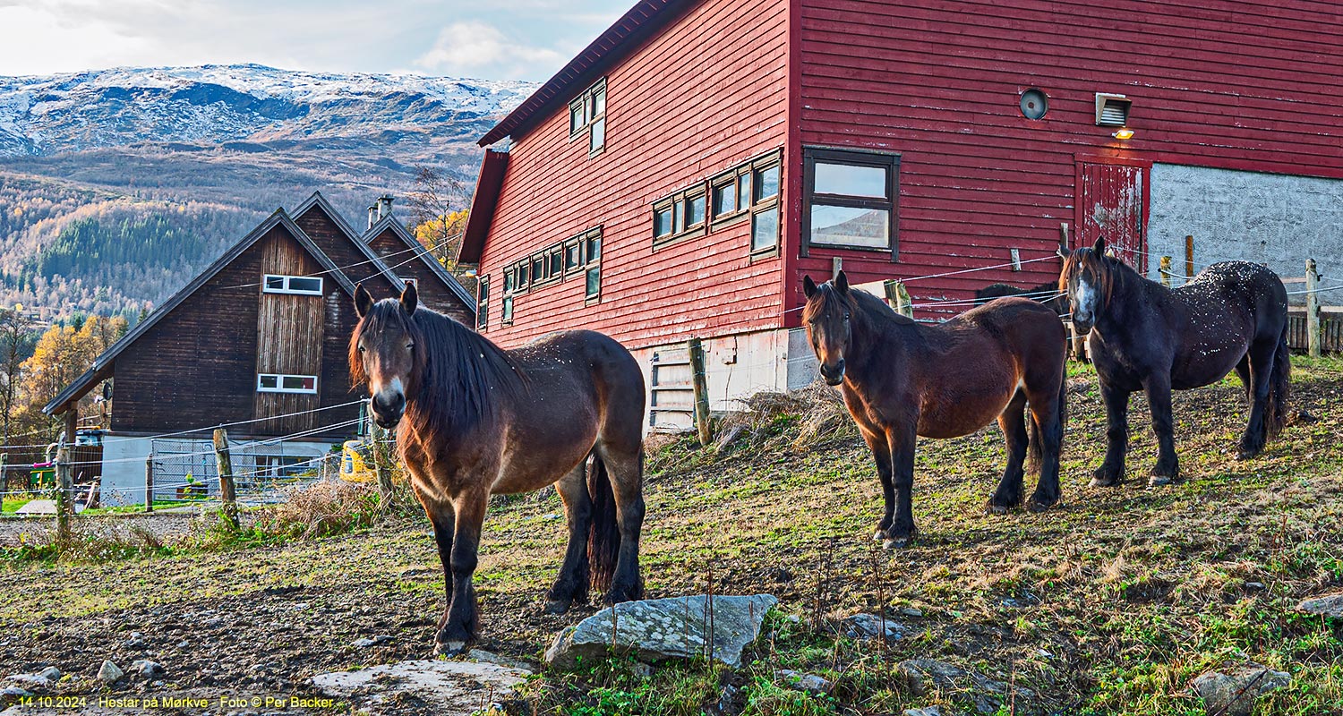 Hestar på Mørkve