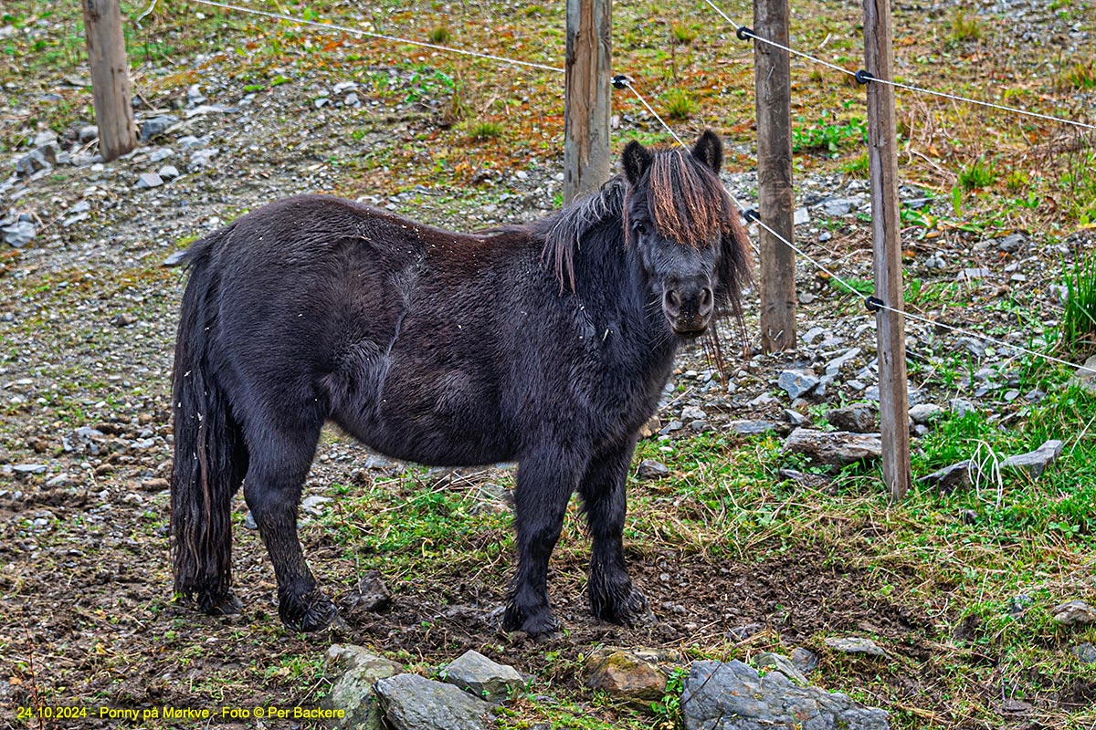 Ponny på Mørkve