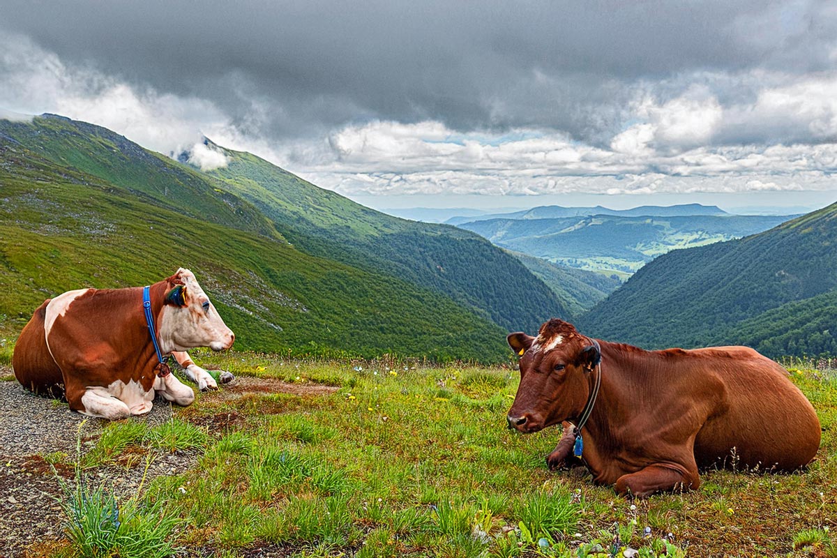 Kyr i fjellet (KI-bilete)